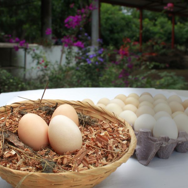 huevos_1