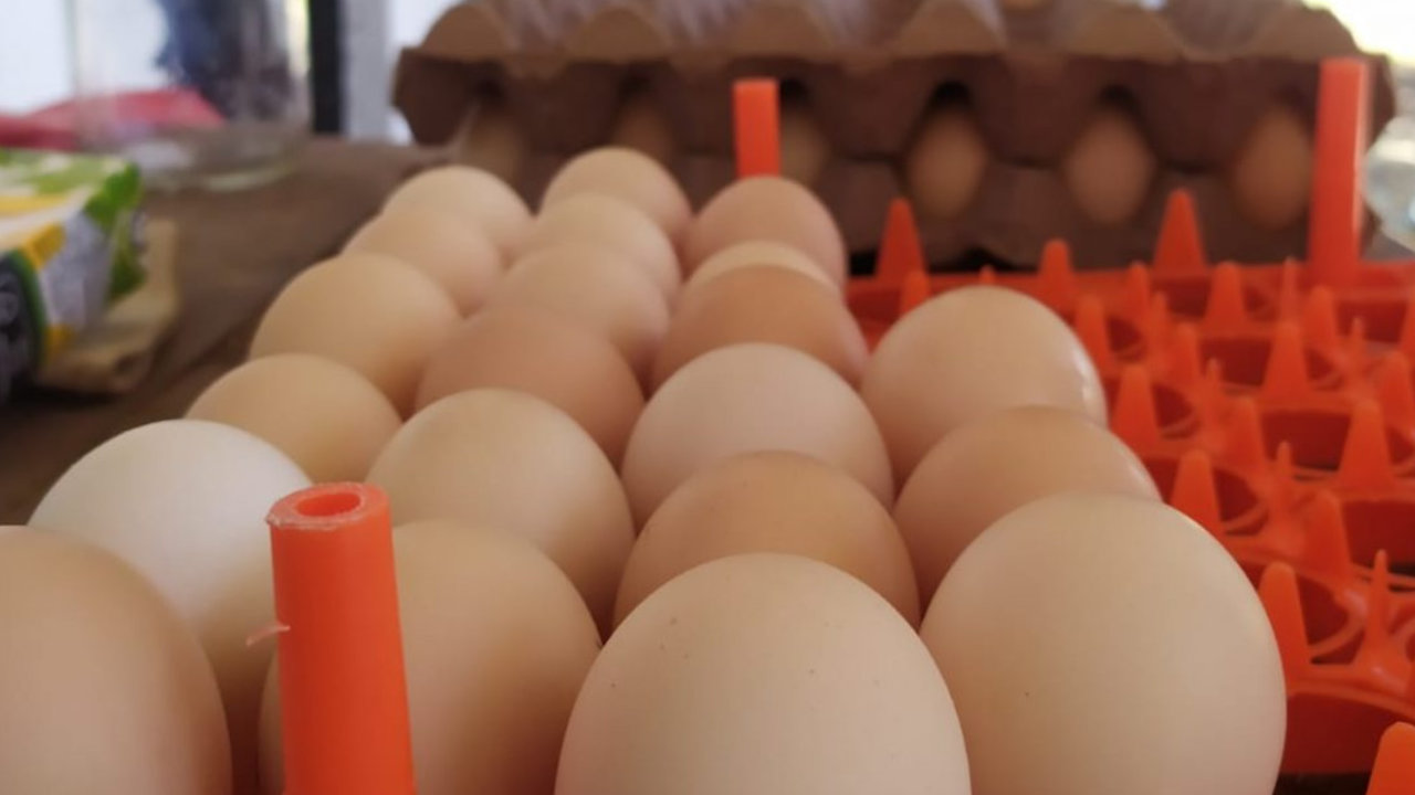 avicultura-huevos[1]